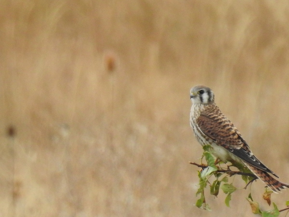 American Kestrel - Janet Stevens