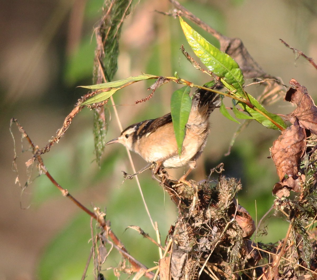 Marsh Wren - ML276481731