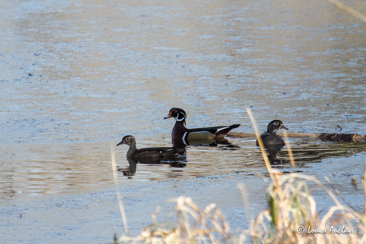 Wood Duck - ML276482121