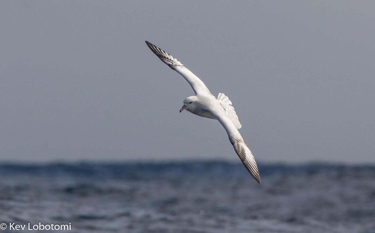 Fulmar argenté - ML276482851