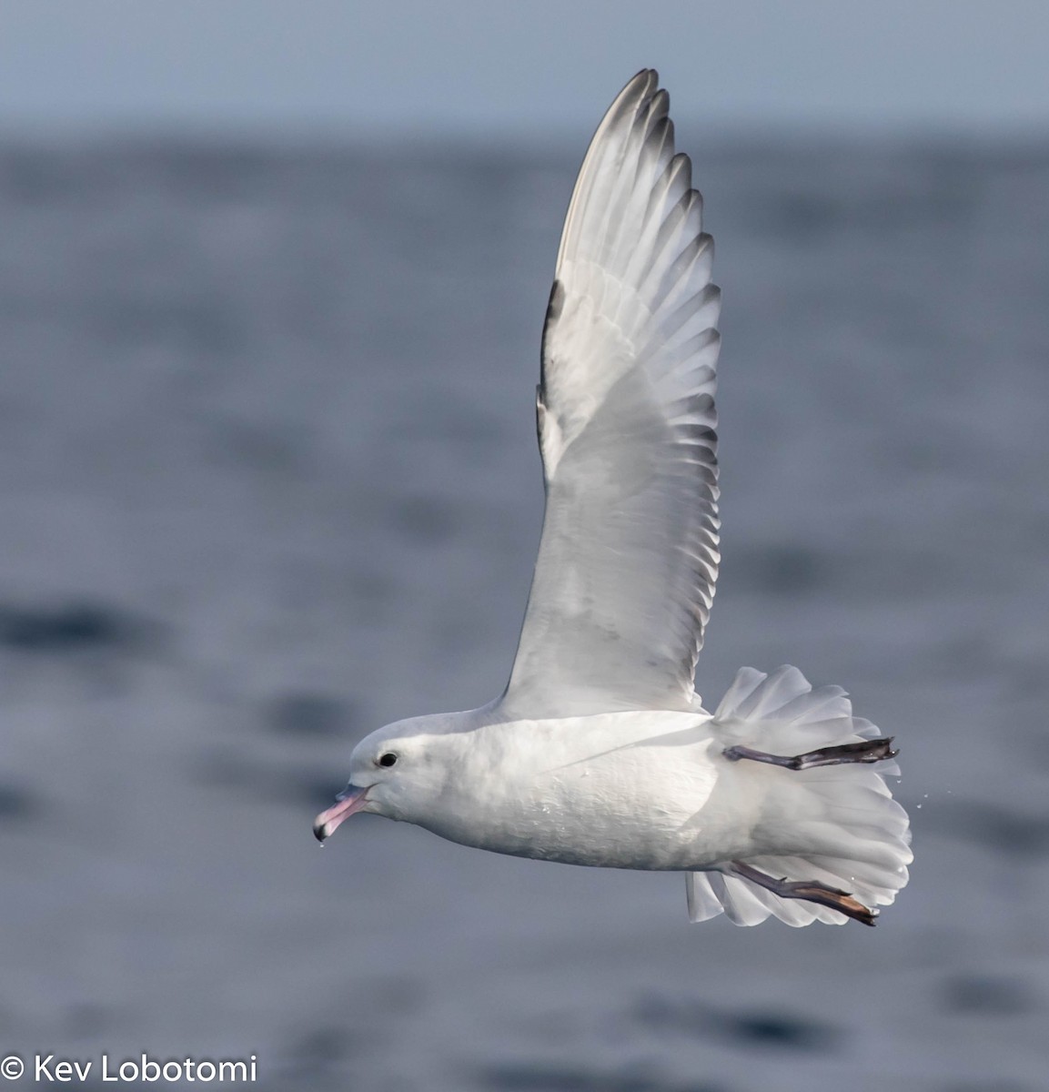 Fulmar argenté - ML276482891