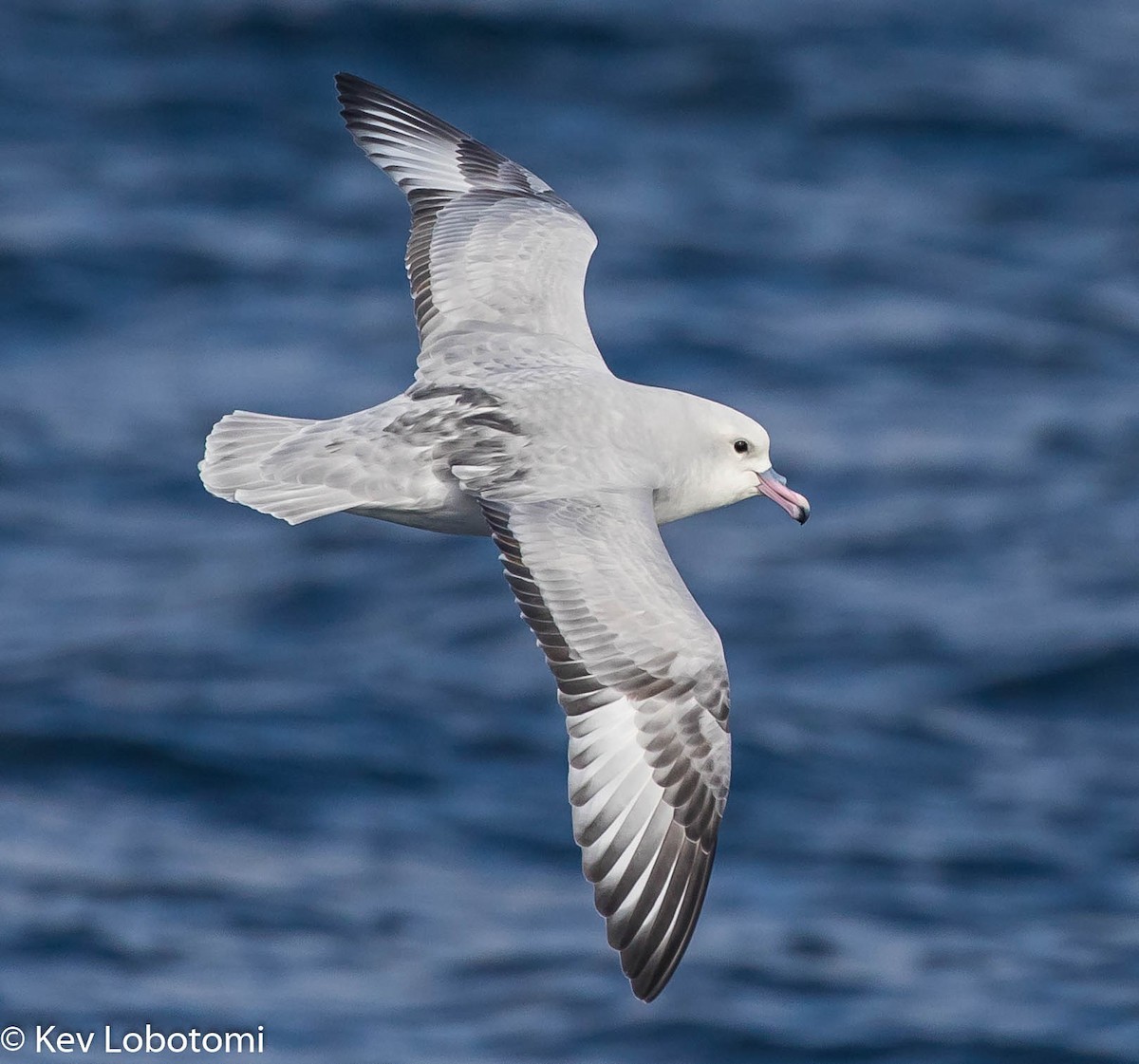 Fulmar argenté - ML276483041