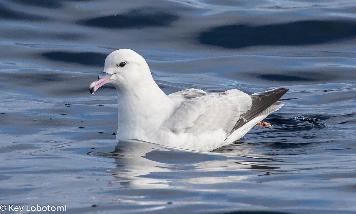 Fulmar argenté - ML276483061