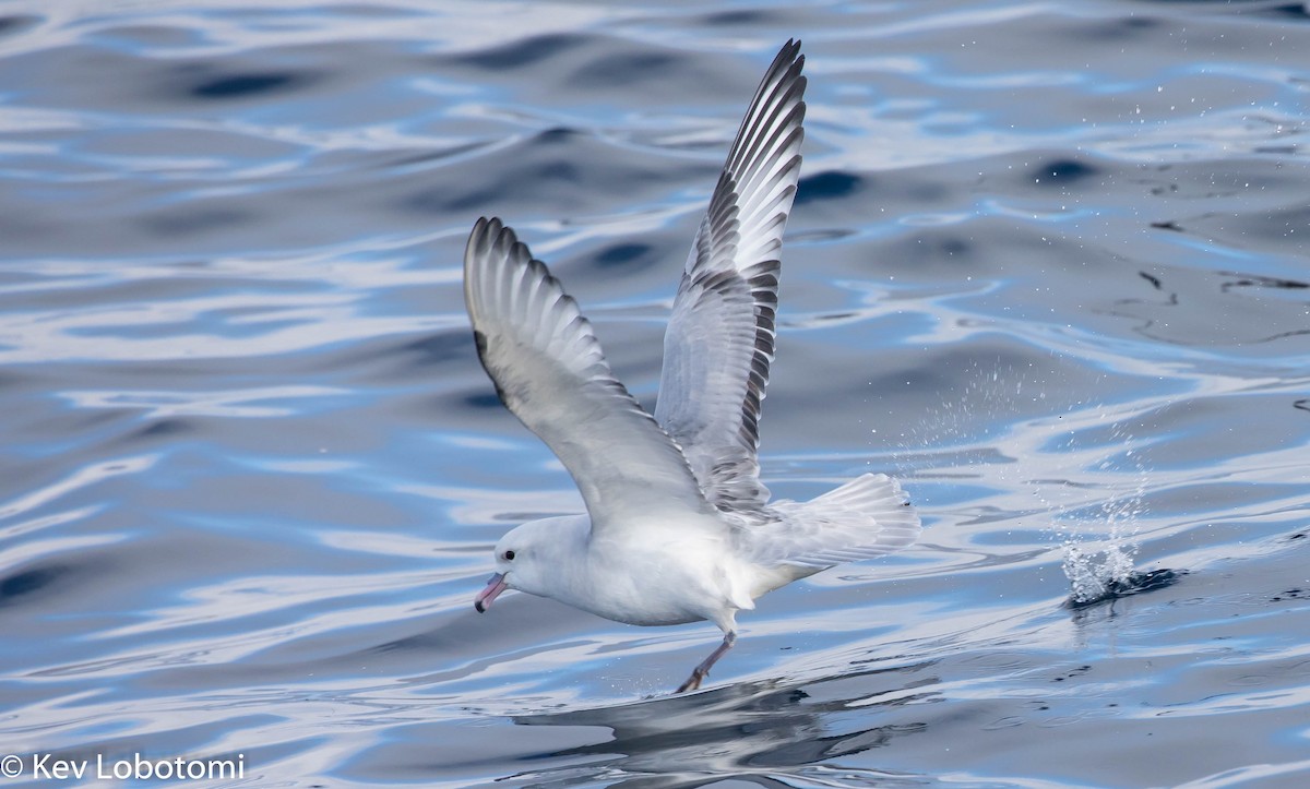 Fulmar argenté - ML276483071