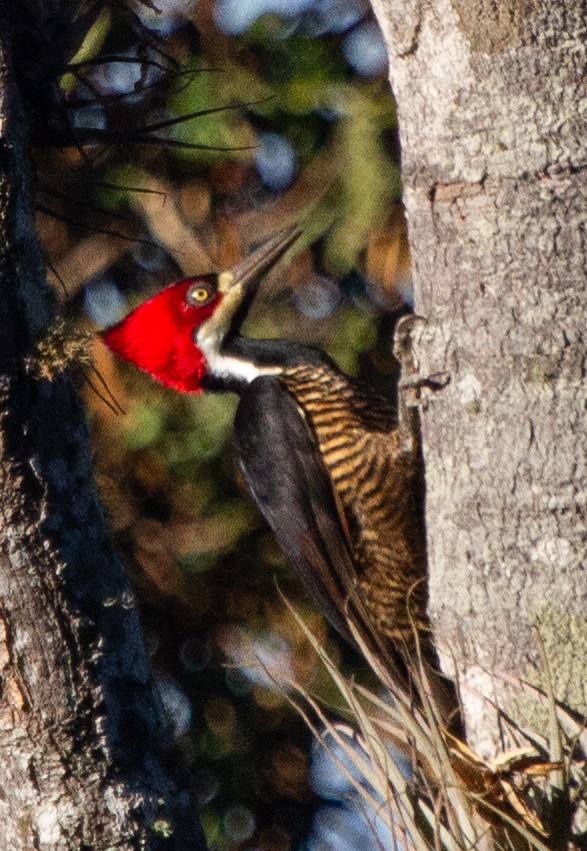 Crimson-crested Woodpecker - ML276483911