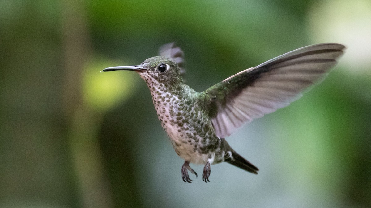 Colibrí Moteado - ML276485201