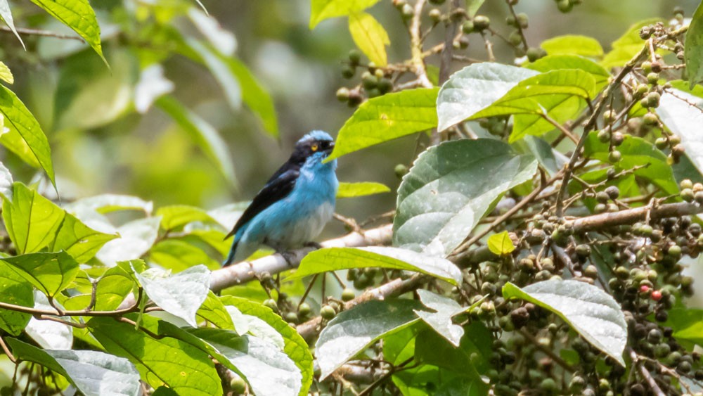 Dacnis Carinegro - ML276485561