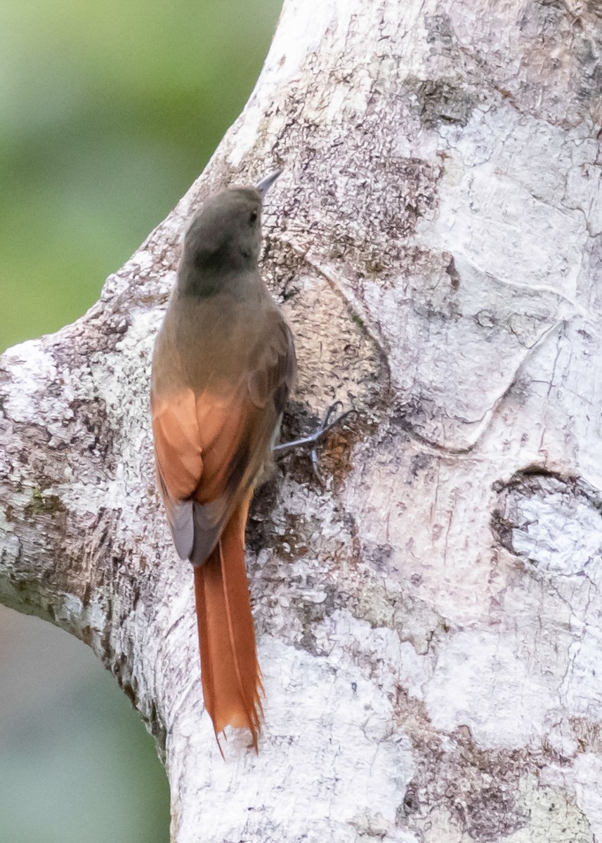 Olivaceous Woodcreeper - ML276485781