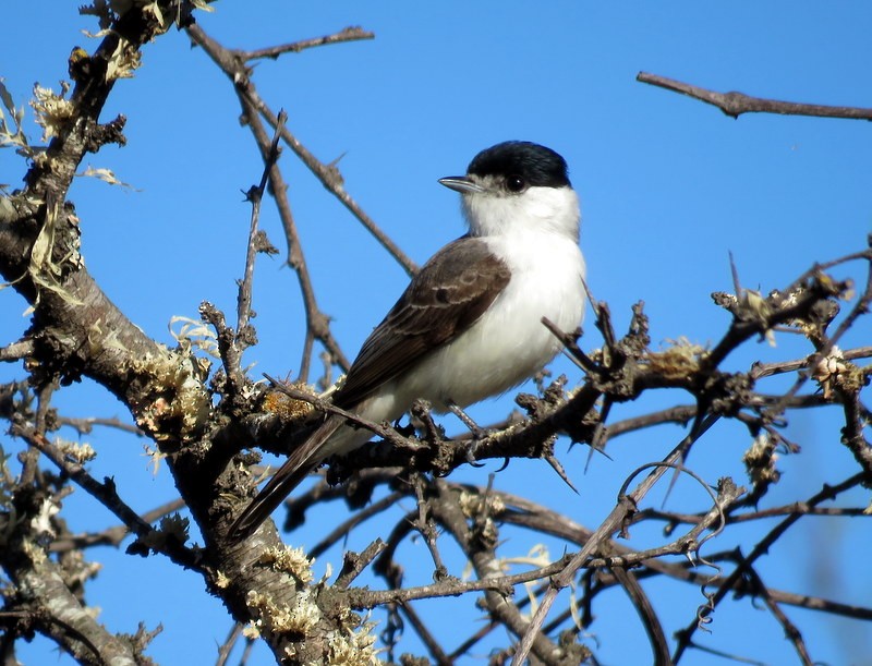 White-naped Xenopsaris - ML276487291