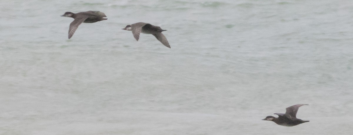 Black Scoter - Caleb Putnam