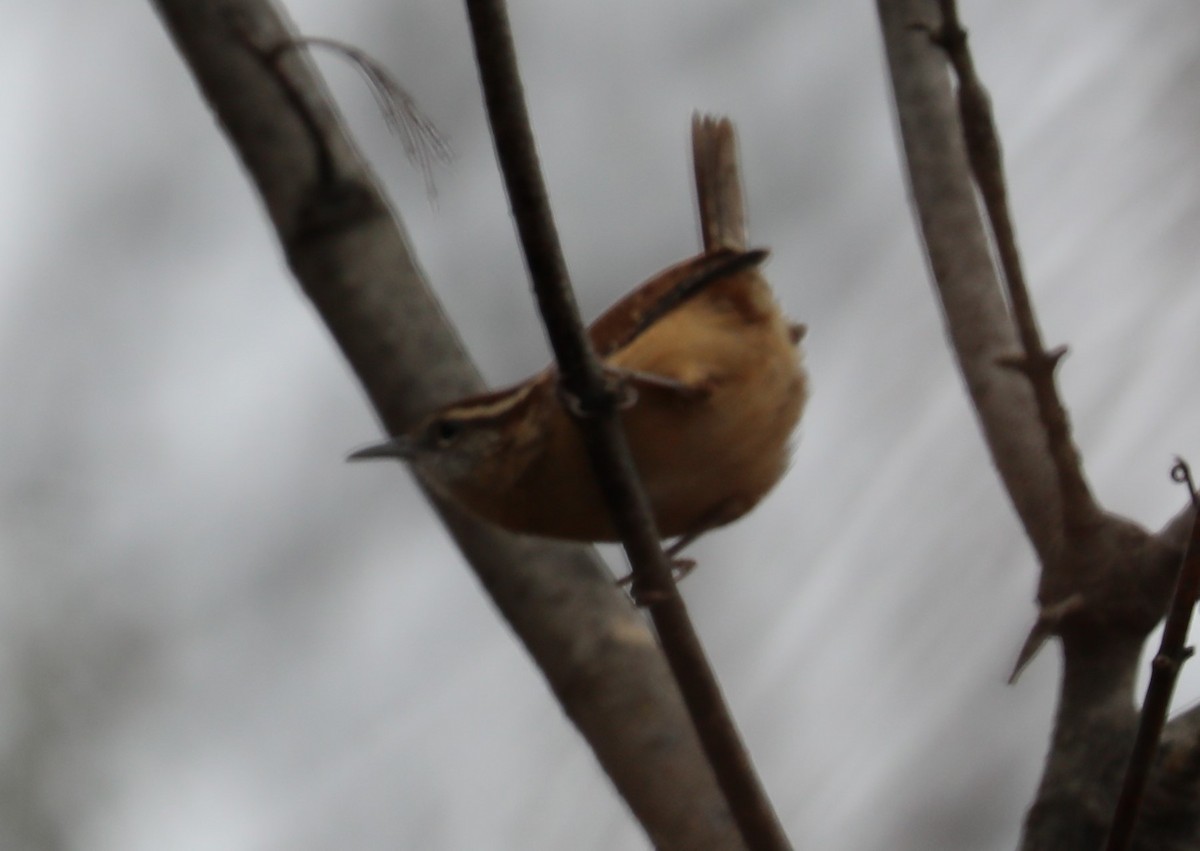 Carolina Wren - ML276487901