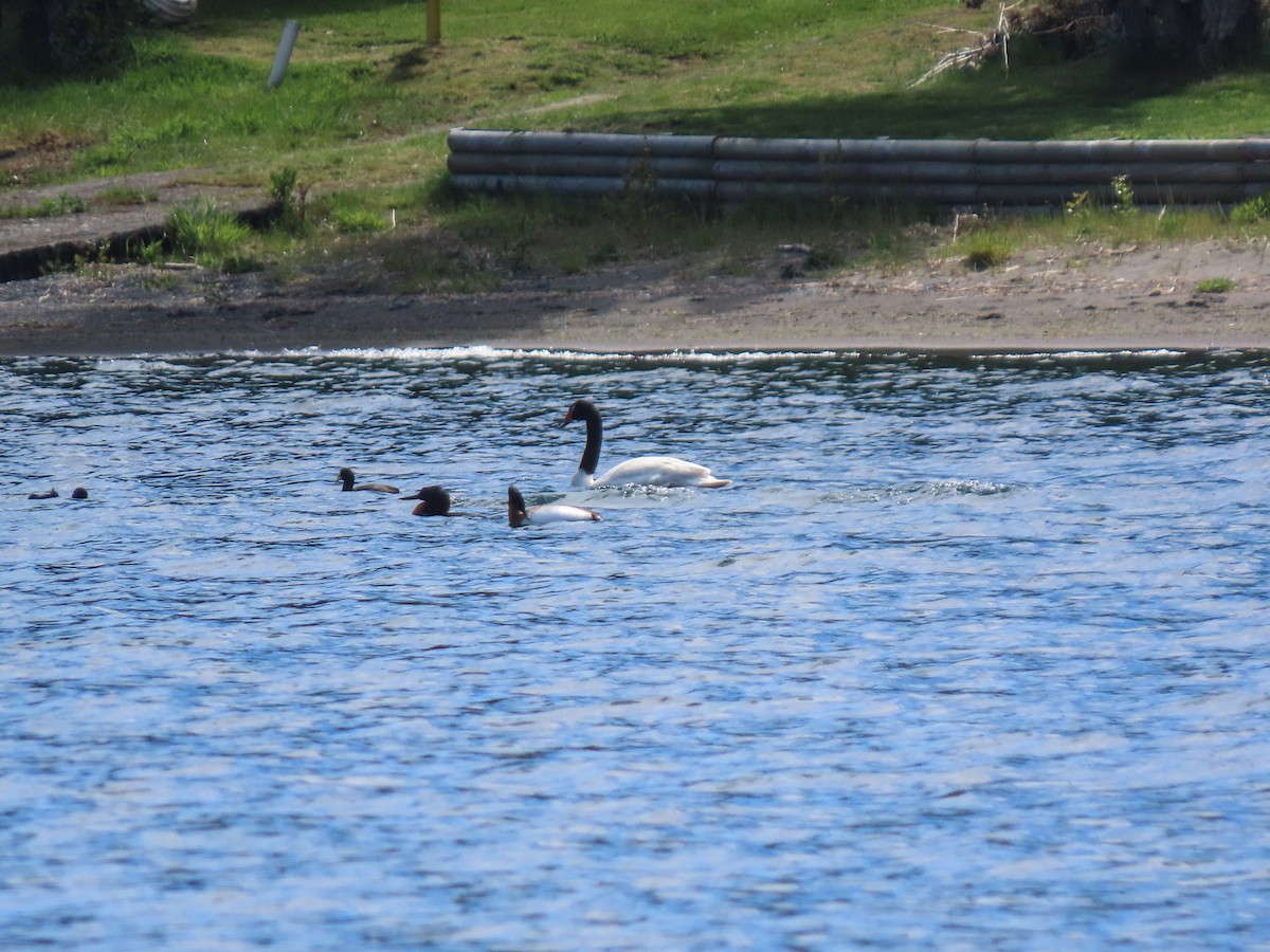 Black-necked Swan - ML276491791