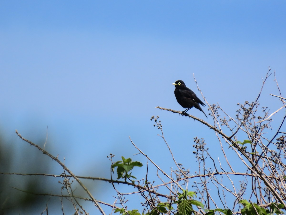 Spectacled Tyrant - ML276491851