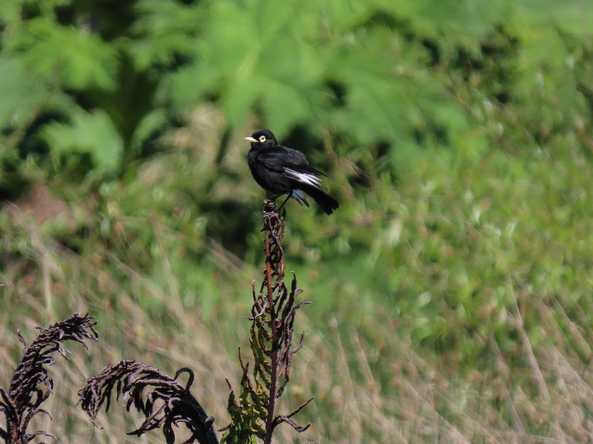 Spectacled Tyrant - ML276492011