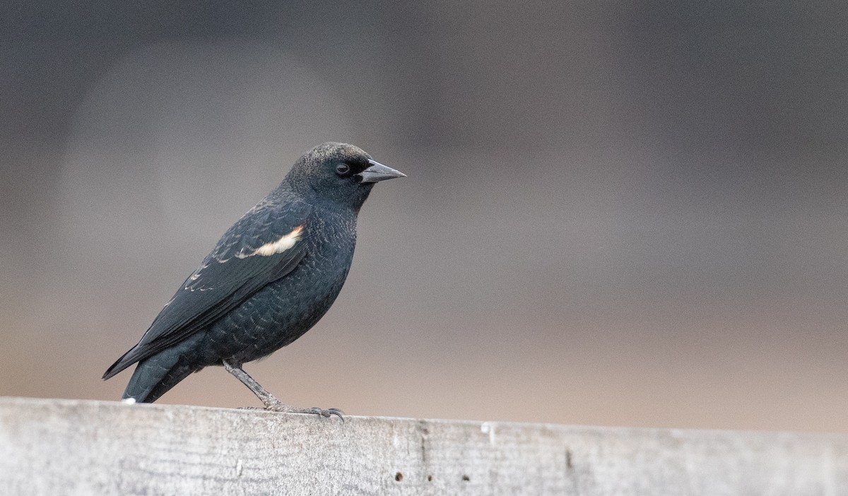 Tricolored Blackbird - ML276493191