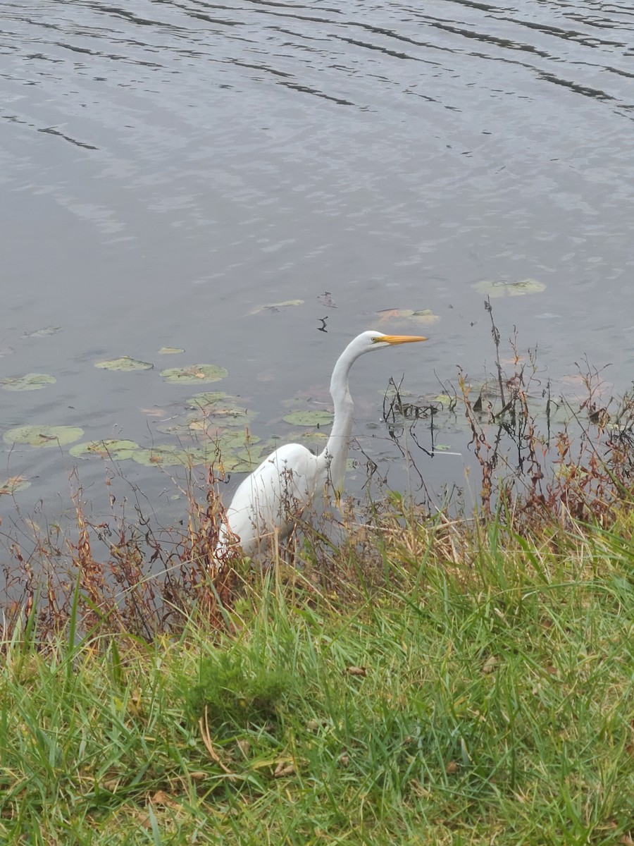 Great Egret - Shelby Palmer