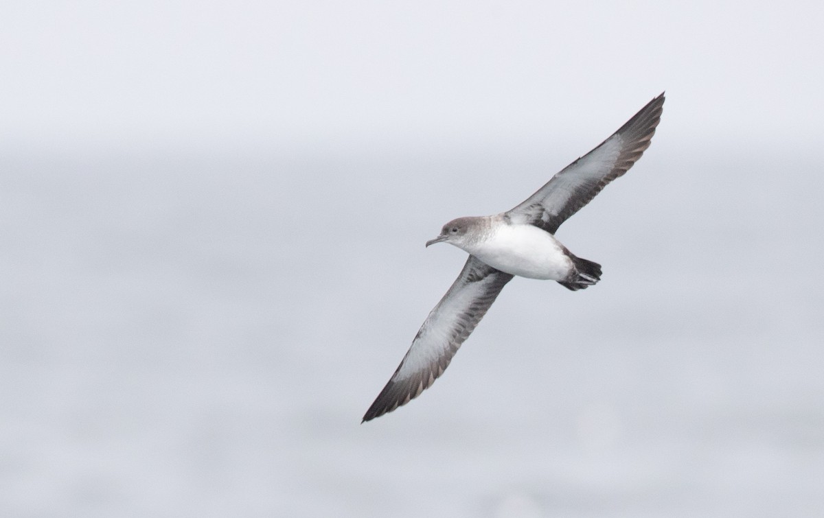 Black-vented Shearwater - Ian Davies