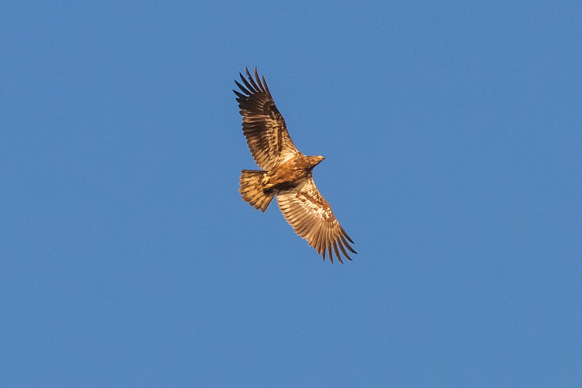 Bald Eagle - ML27649611
