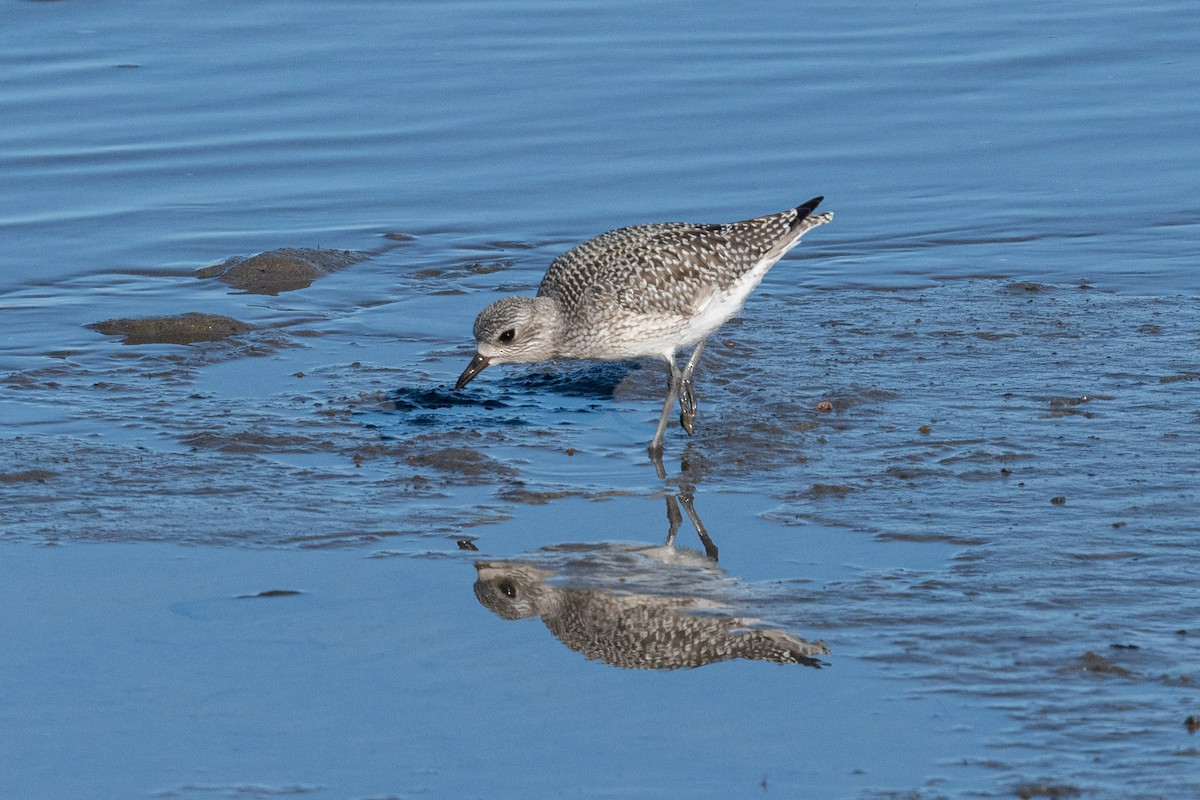 Black-bellied Plover - Serg Tremblay