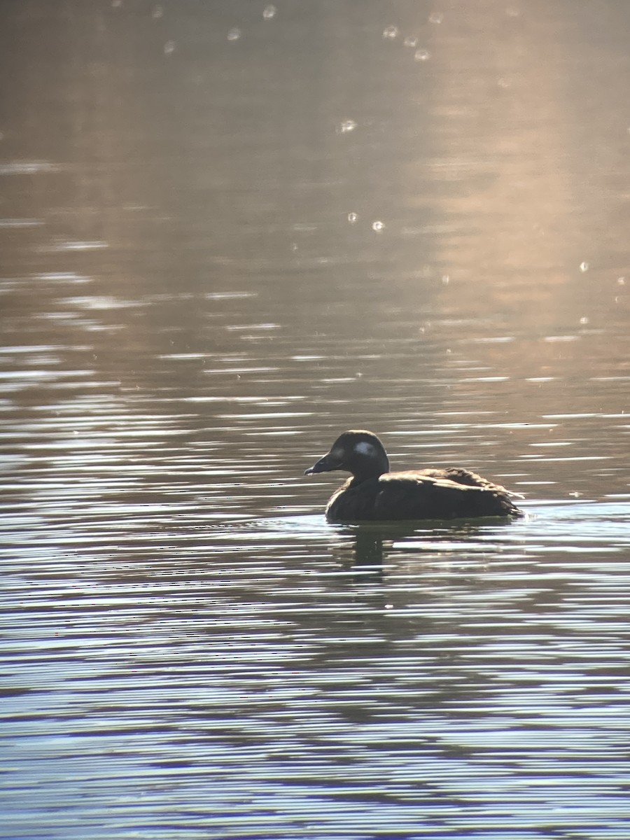 White-winged Scoter - ML276496191