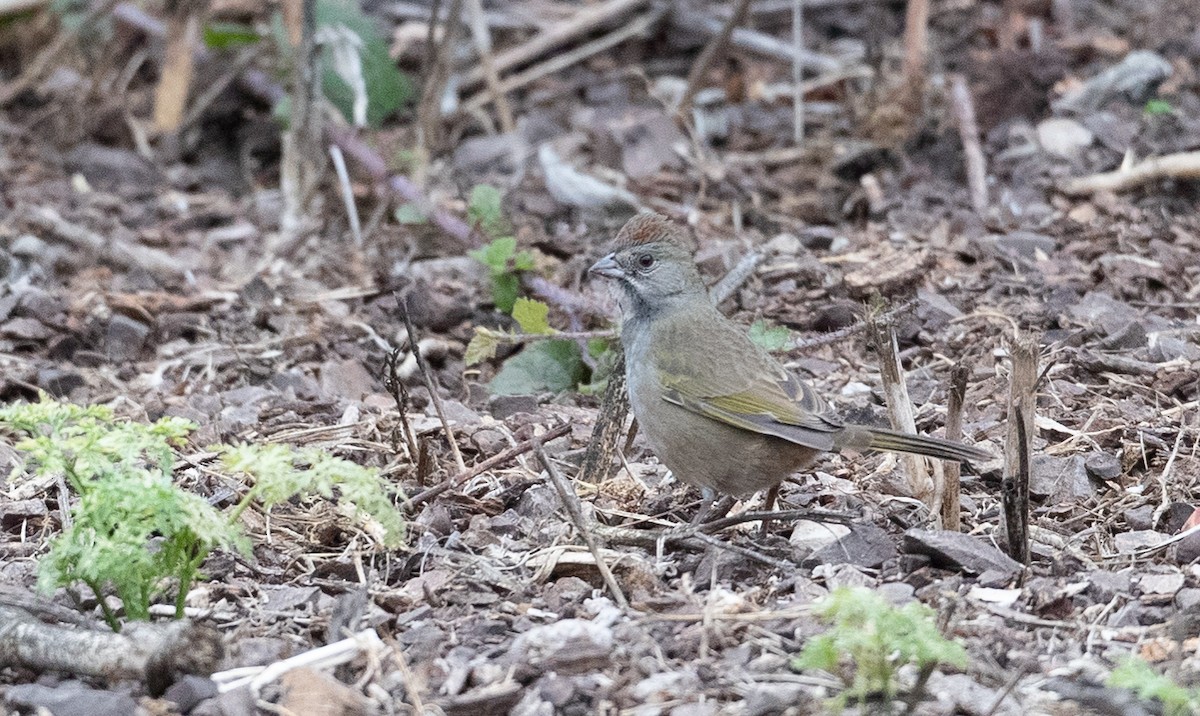 Green-tailed Towhee - ML276496211