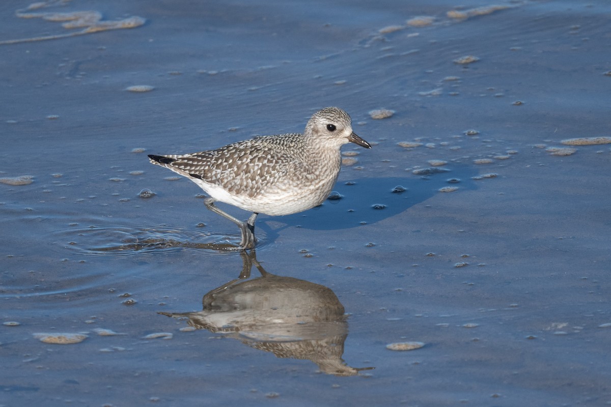 Black-bellied Plover - Serg Tremblay