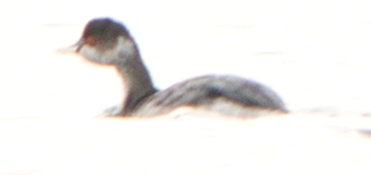 Eared Grebe - ML276496791