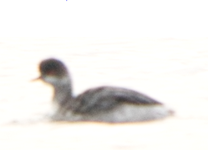 Eared Grebe - ML276496801