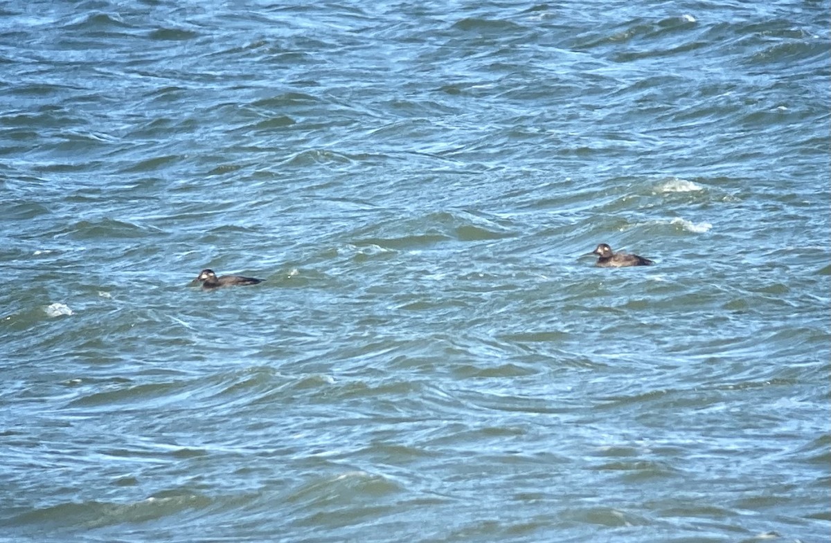 White-winged Scoter - ML276496951