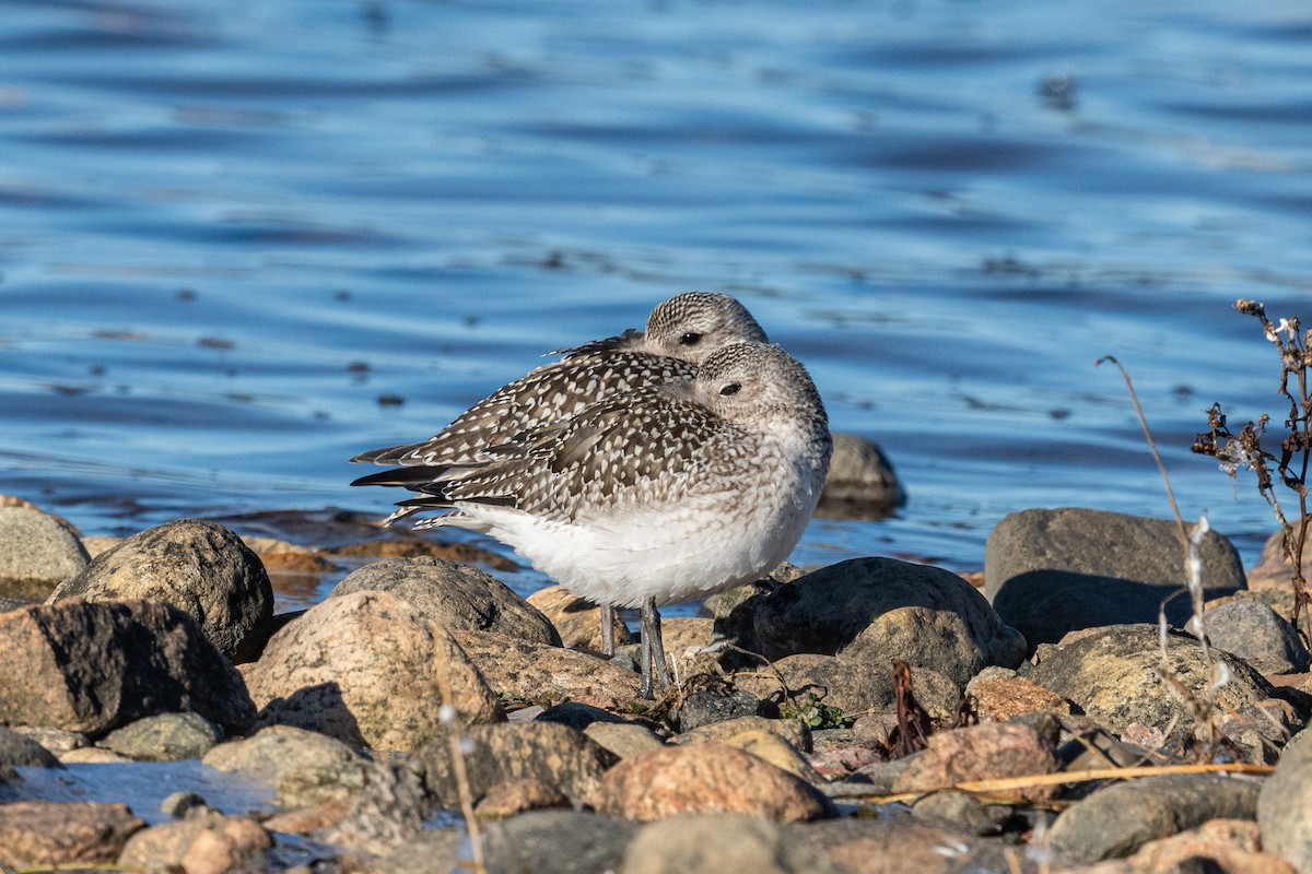 Black-bellied Plover - Serg Tremblay