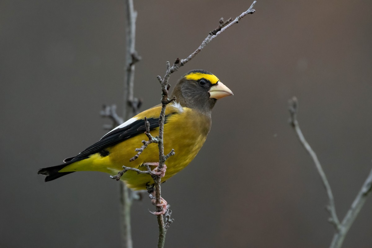 Evening Grosbeak - Christy Hibsch