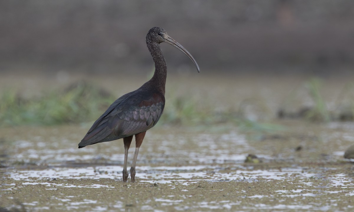 Glossy Ibis - ML276498641