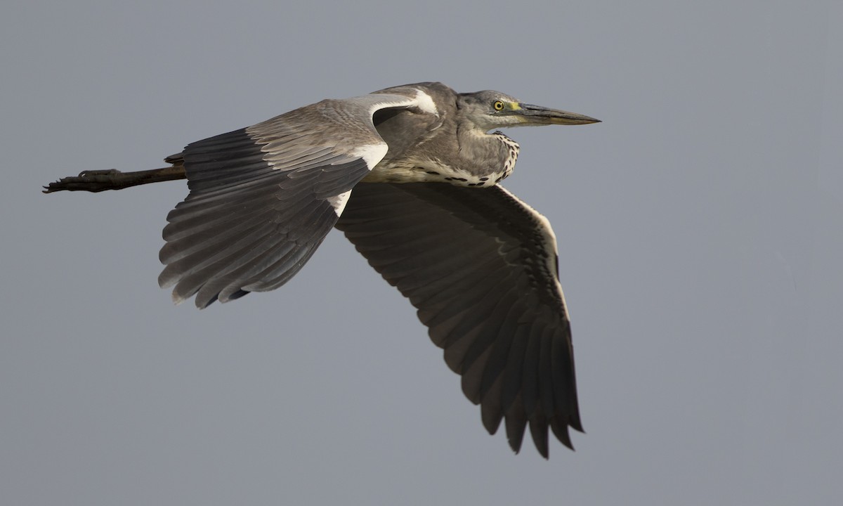 Gray Heron - Zak Pohlen