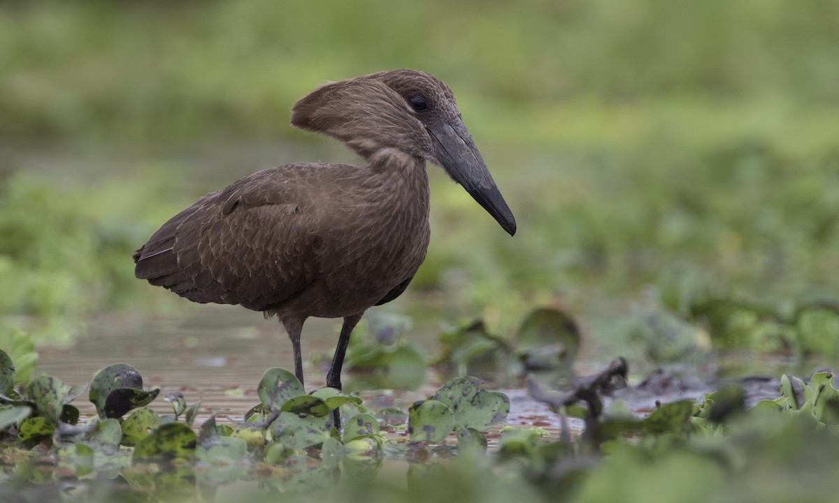 Hamerkop