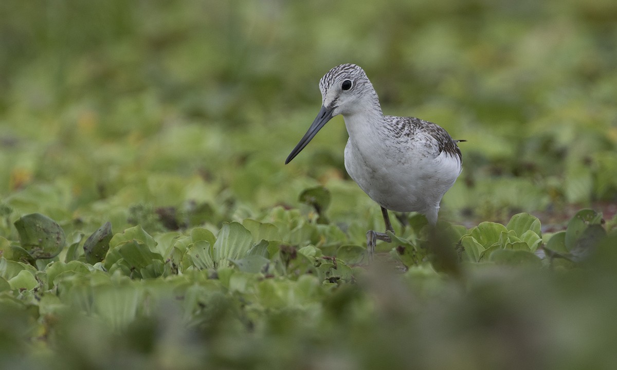 Common Greenshank - ML276499851