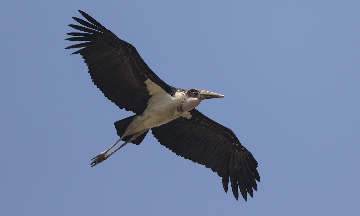 Marabou Stork - Zak Pohlen