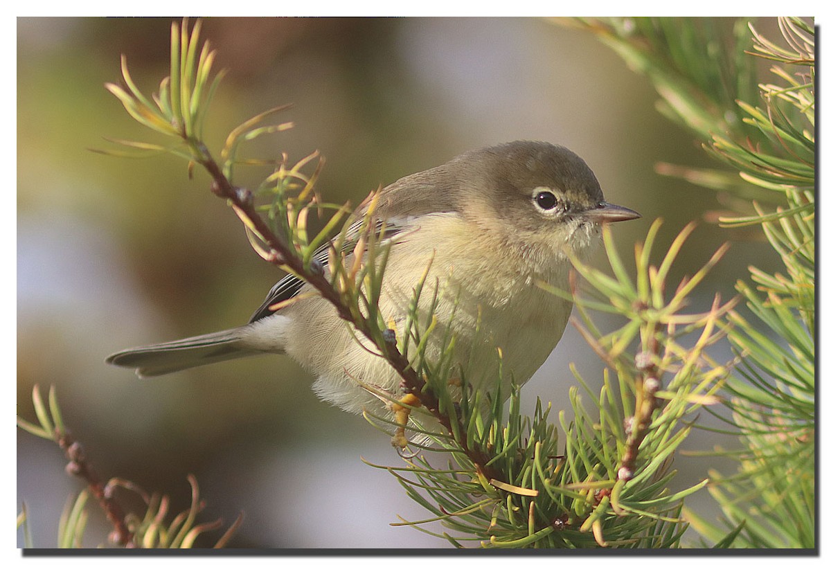 Pine Warbler - ML276501311