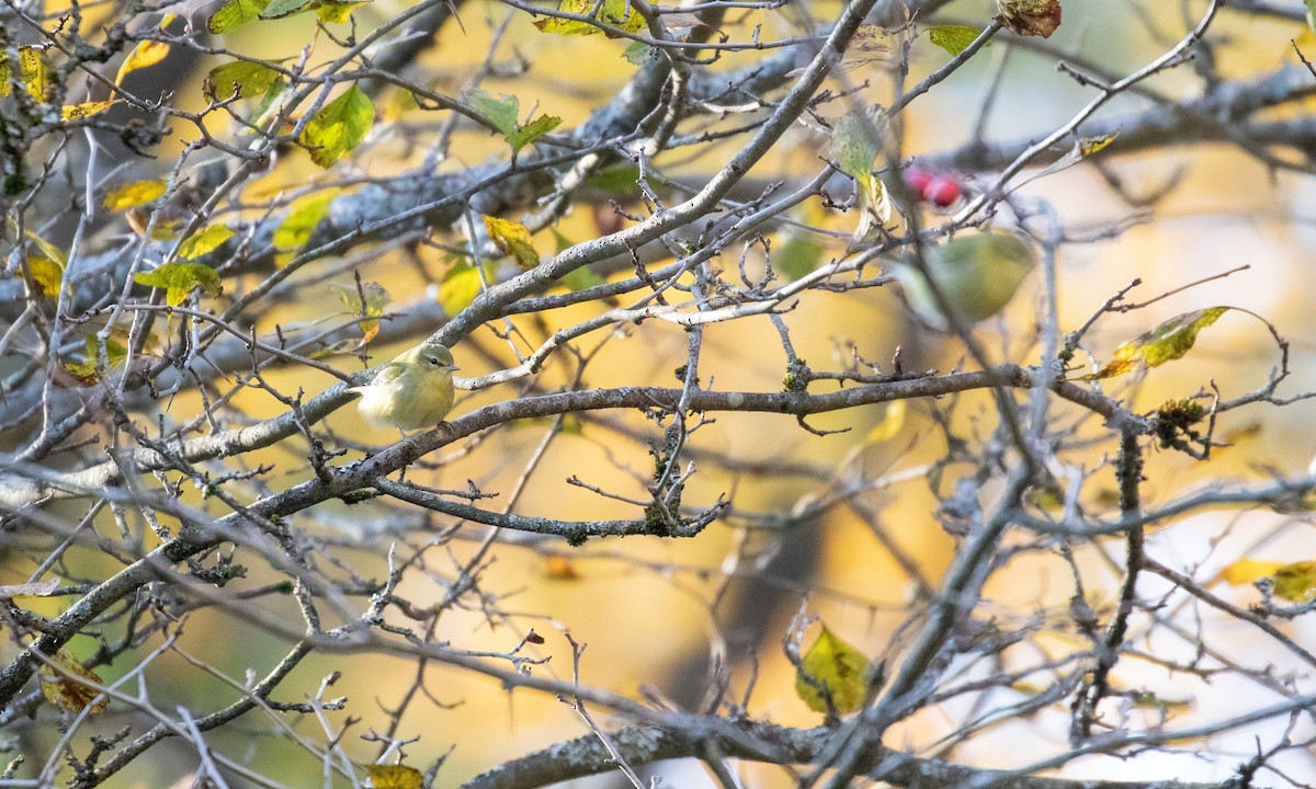 Tennessee Warbler - ML276501511