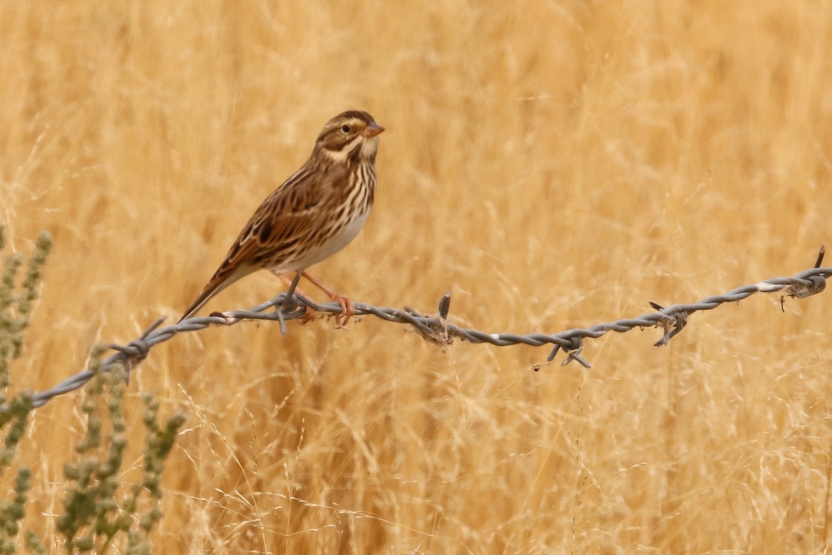 Savannah Sparrow - Dan Ellison