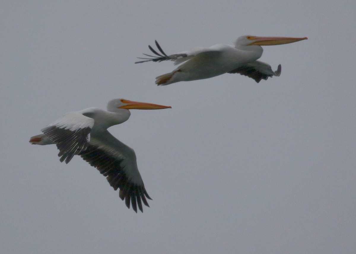 American White Pelican - ML276502111