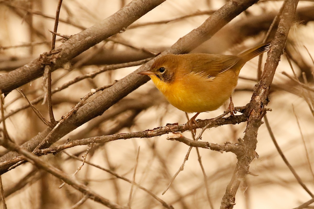 Common Yellowthroat - ML276502401