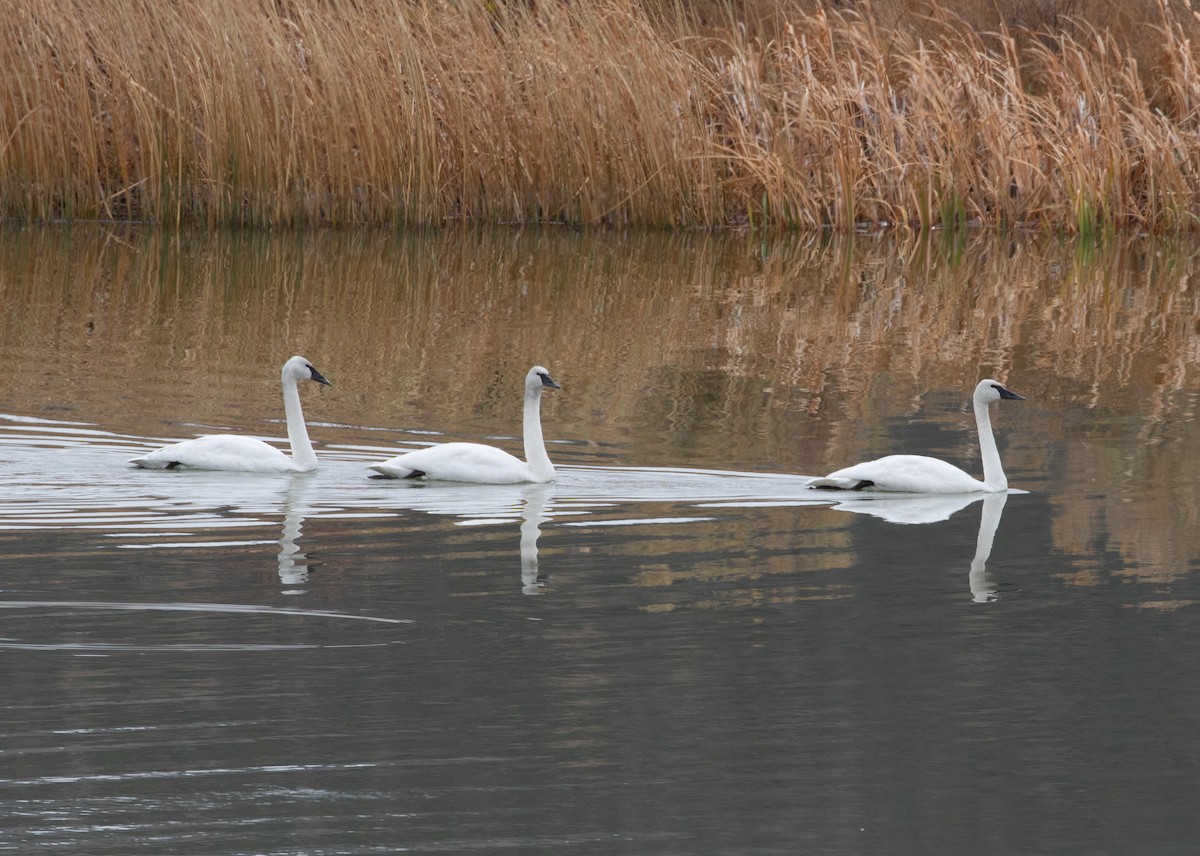 Trumpeter Swan - ML276503001