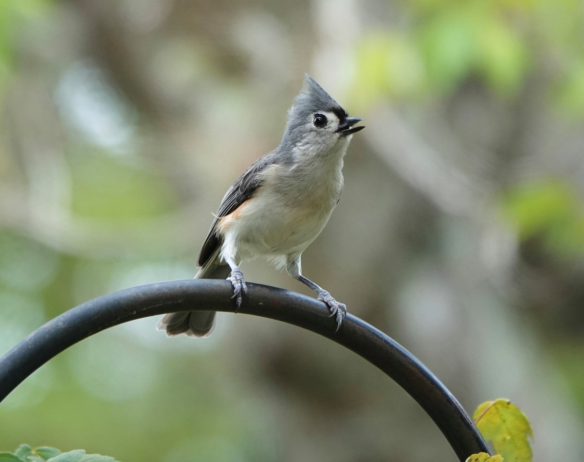 Tufted Titmouse - ML276503681