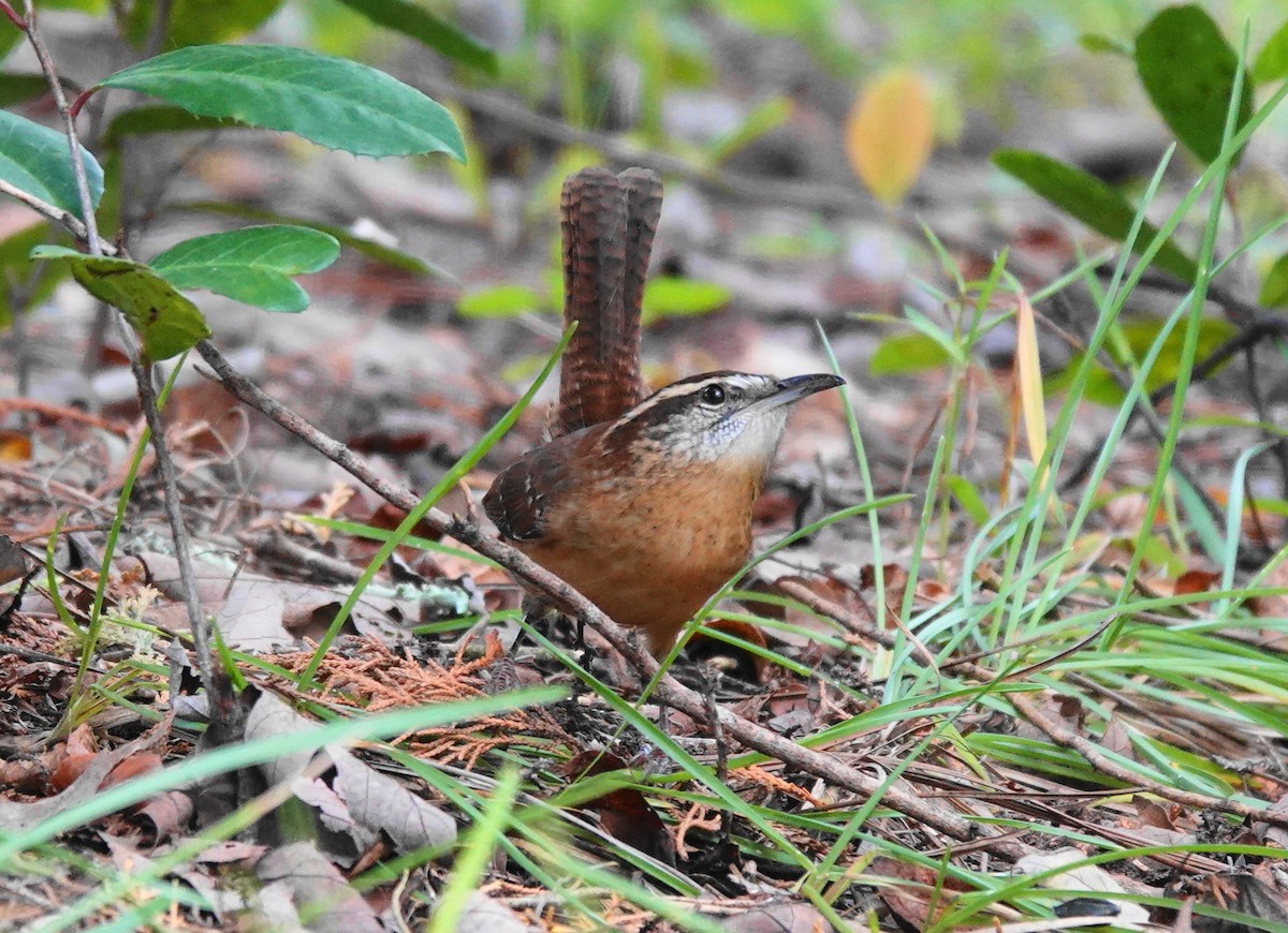 Carolina Wren - ML276504001