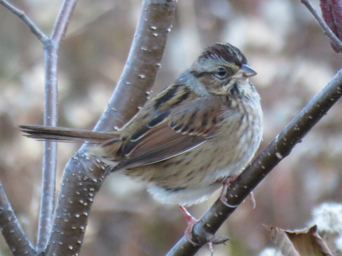 Swamp Sparrow - ML276504811