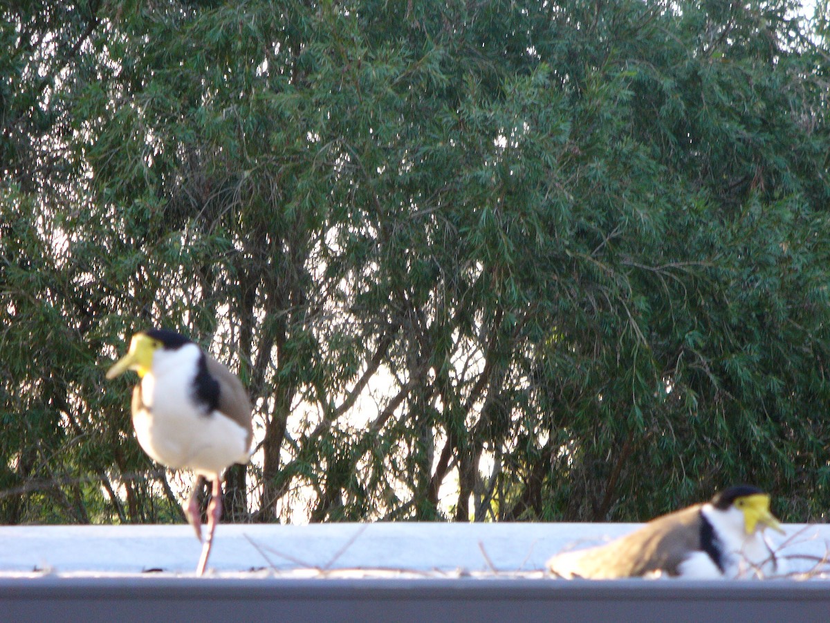 Masked Lapwing - ML27650631