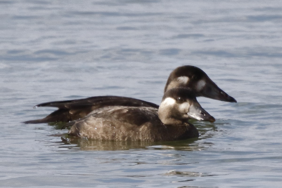 Surf Scoter - ML276507791