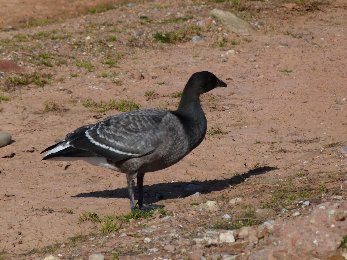 Brant - Gerd Schön