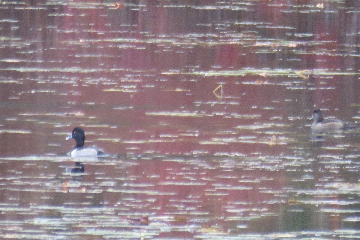 Ring-necked Duck - ML276508391