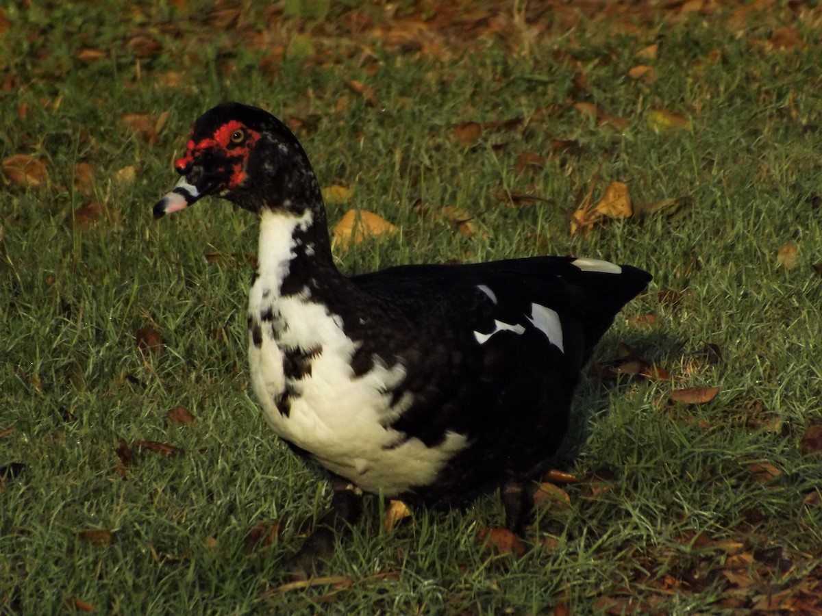Muscovy Duck (Domestic type) - ML276508411